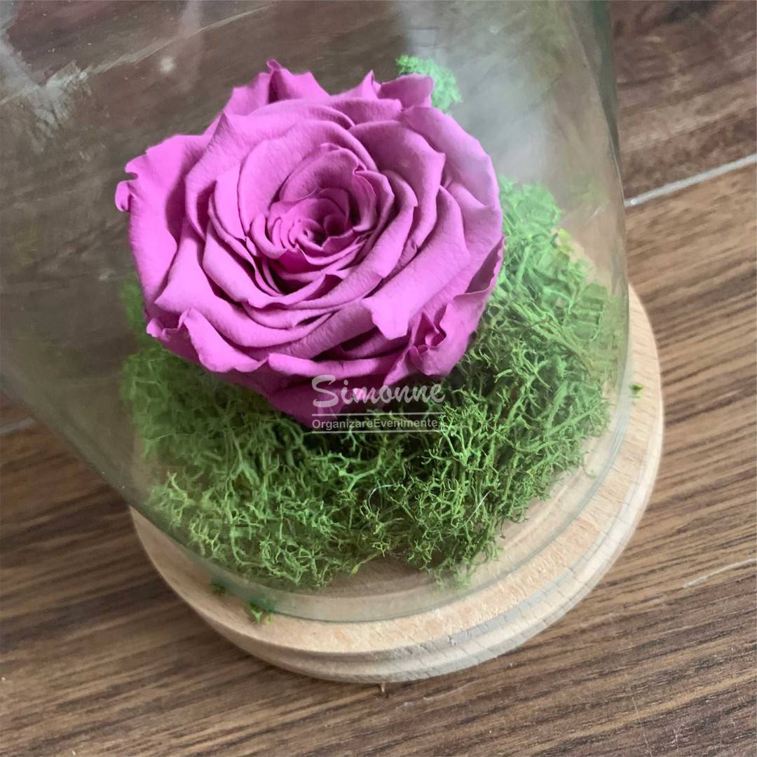 Trandafir criogenat in cupola, Purple Rose